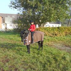 New Forest Vesterhedegård's Arak