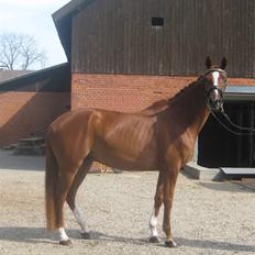 Trakehner Panna Cotta