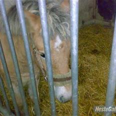 Anden særlig race Ida. 