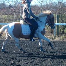 Anden særlig race Rosa