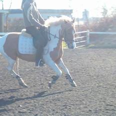 Anden særlig race Rosa