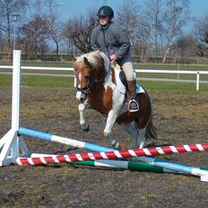 Anden særlig race Rosa