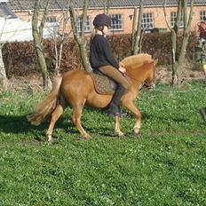 Anden særlig race Snuske *soglt og savnet*