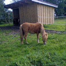 Anden særlig race Snuske *soglt og savnet*