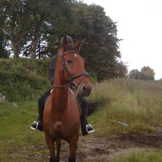 Dansk Varmblod Rex højvang