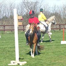 Anden særlig race Laika 