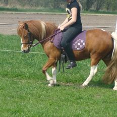 Anden særlig race Laika 