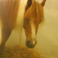 Shetlænder Emma ( Gammel passerpony)