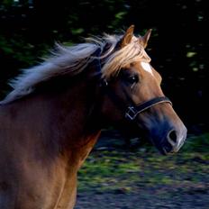 Haflinger Herbi