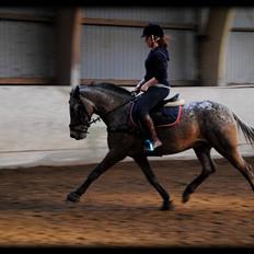 Knabstrupper Dusty Dot