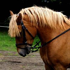 Haflinger Herbi