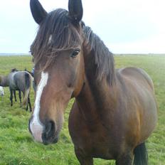 DSP Stidsbjergs Kansas