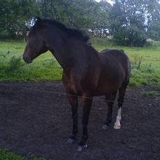 DSP Stidsbjergs Kansas