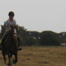 Welsh Cob (sec D) VesterVangs Djanco RIP