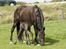Tennessee Walker Beech Blue Spirit