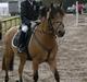 Irsk Sportspony Yellow Star<'3