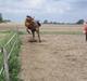 Dansk Varmblod My Lightfoot Lime R.I.P Himmelhest