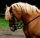 Haflinger Herbi