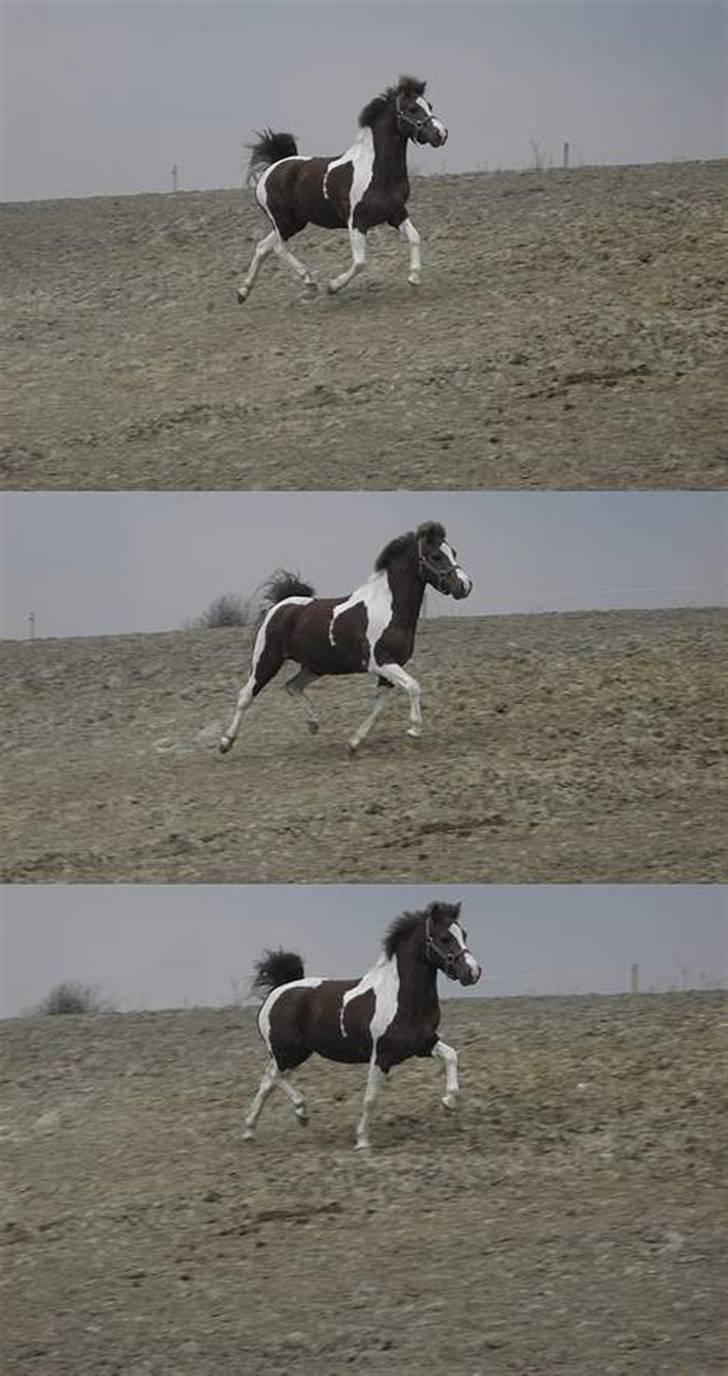 Pinto samo  billede 12