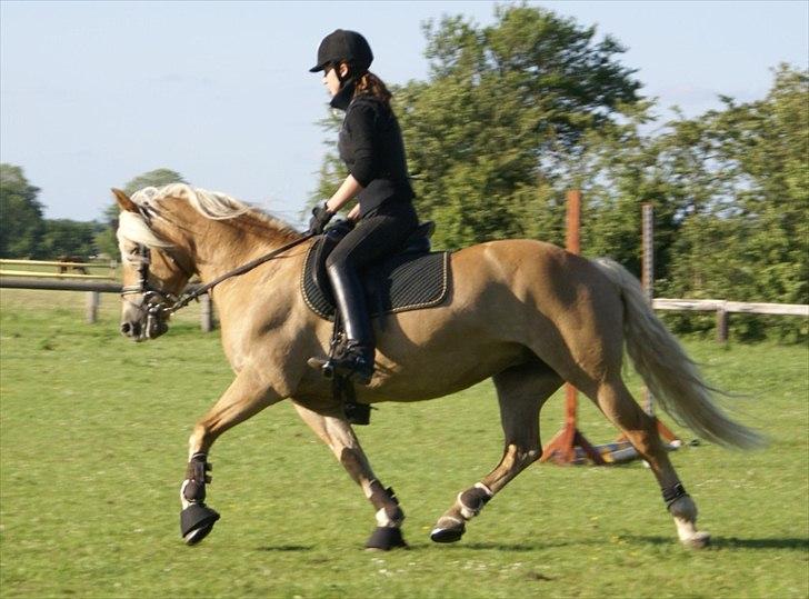 Tyroler Haflinger Morella - Nr. 18  billede 18