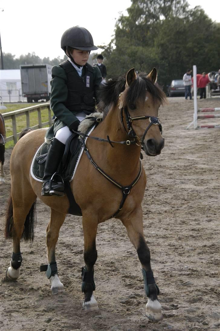 Irsk Sportspony Yellow Star<'3 - Yellow og jeg varmer op HUR (første stævne) billede 1