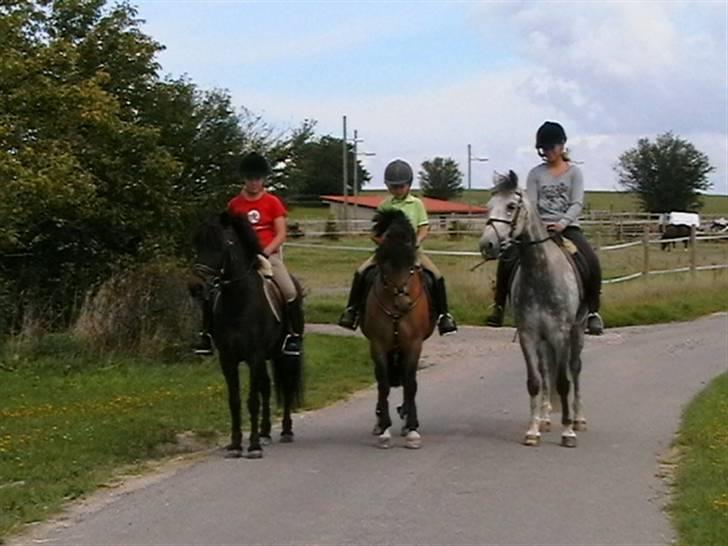 Irsk Sportspony Yellow Star<'3 - Yellow og mig sammen med mine søkende, Alexandra/Rasmus og Emilie/Esprite=D billede 3