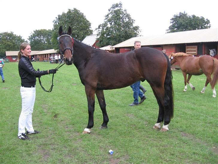 Anden særlig race Skovlundegårds Solero - et stk. MEGET træt hest efter en meget lang dag:-) billede 13