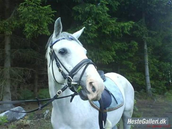 Tysk Sportspony Allegro Assai (Apollo) - Polle manden i skoven ;) billede 2