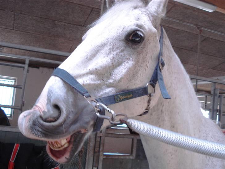 Anden særlig race Pilgrim R.I.P - Hygge i stalden =D God tider [fotograf: Mig] billede 13