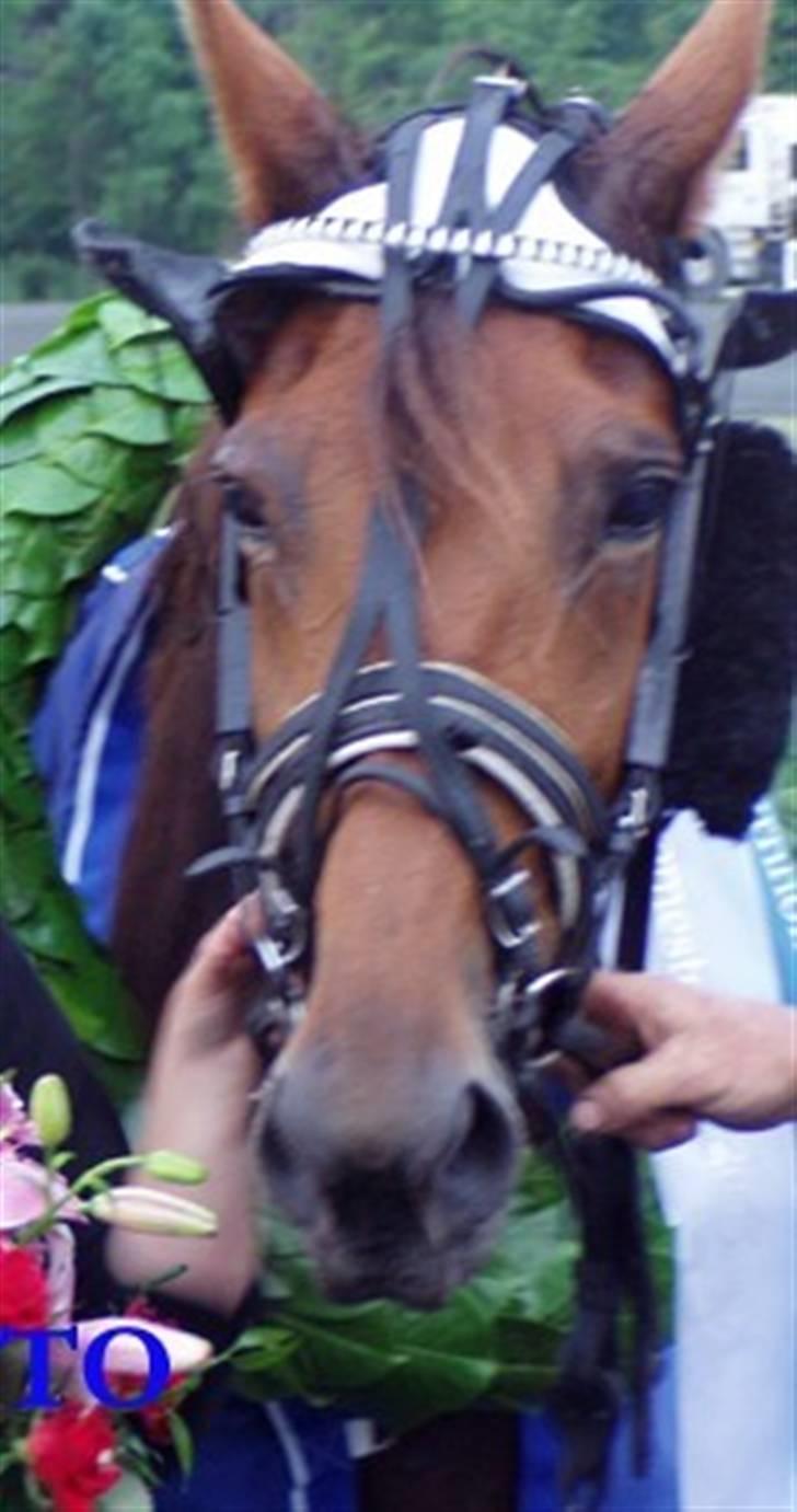 Traver Dubbi Frisco - dubbi efter hoppemesterskabet billede 3