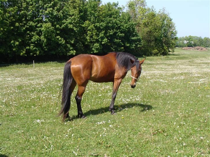 Traver Dubbi Frisco - dubbi hjemme billede 4