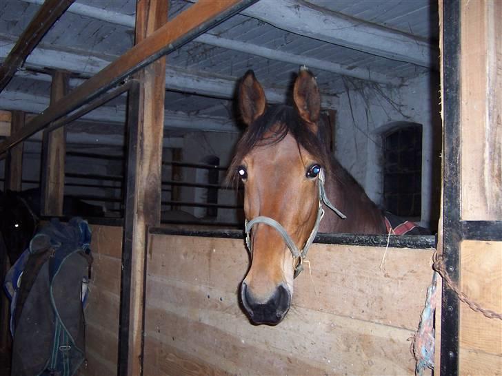 Traver Dubbi Frisco billede 7