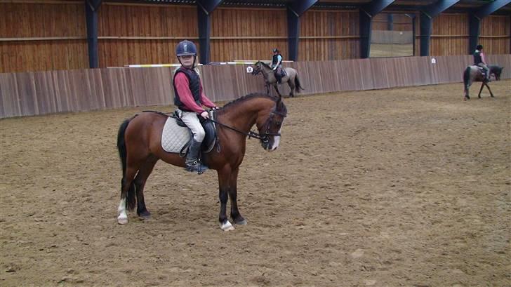 Welsh Mountain (sec A) Aladin gl. part  - aladin og jeg er ude og ride billede 10