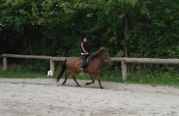 Islænder Jarpur fra Damgård SOLGT billede 16