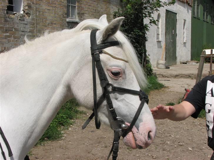 Welsh Pony (sec B) Korreborg's Oline ¤SOLGT¤ billede 17