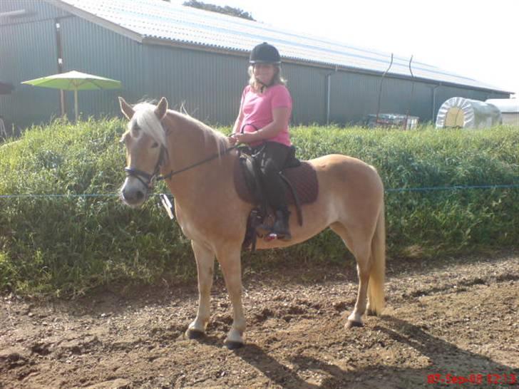 Tyroler Haflinger | Celesta - Solgt. - Mig der er ude af ride på fantastiske Celesta. jeg ser lidt sur ud men det er jeg ikke.  billede 6