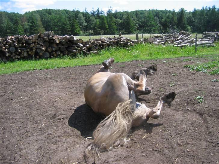 Haflinger Himmerlands Stoffer - "Year! Sådan!" :) billede 17