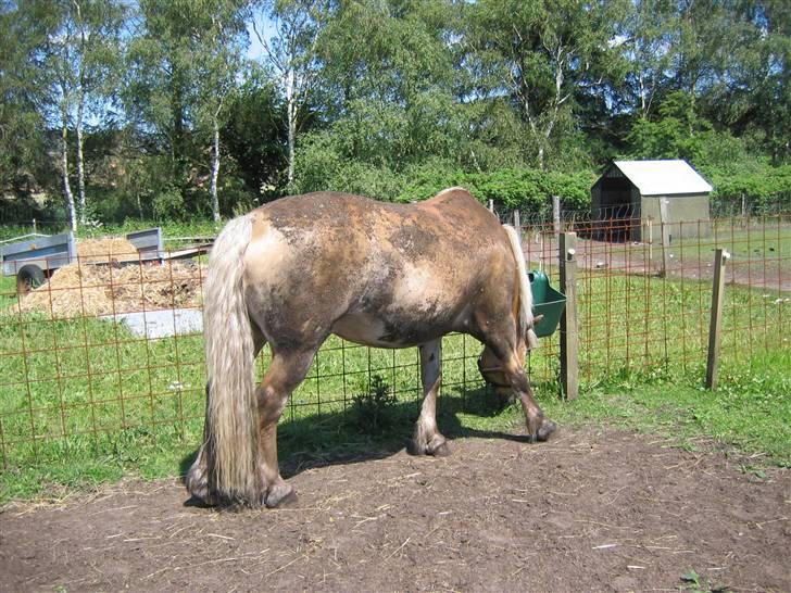 Haflinger Himmerlands Stoffer - - Stoffer har vist ikk helt fattet, at et bad er li´ med at være ren...? :D - billede 18