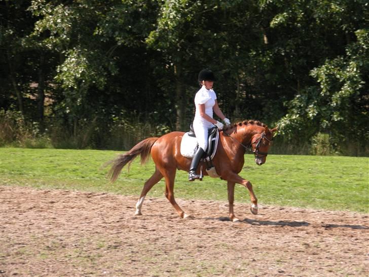 Tysk Sportspony Cardi Mac Kinney solgt :( - I Vildbjerg (Fotograf: Charlotte Pedersen) billede 9