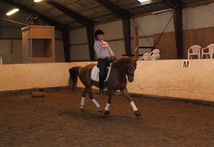 Tysk Sportspony Cardi Mac Kinney solgt :( - Træning (Fotograf: Charlotte Pedersen) billede 10