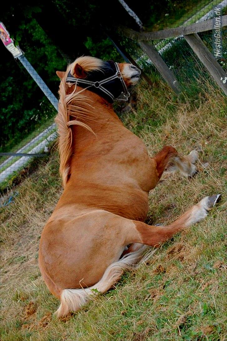 Islænder Dagur-RIP †3/8-10† - Daxen, d. 24/7-10, på sommerfold xD - love u basse xD <3 Fotograf; Mig billede 16