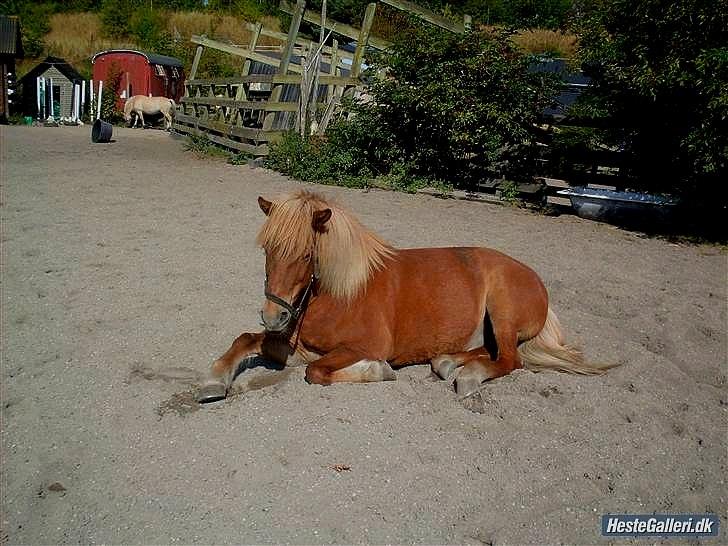 Islænder Dagur-RIP †3/8-10† - Fotograf: Mie billede 17