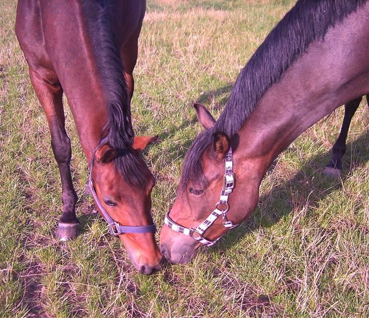 New Forest Otto - Otto og Elegance mødes billede 2