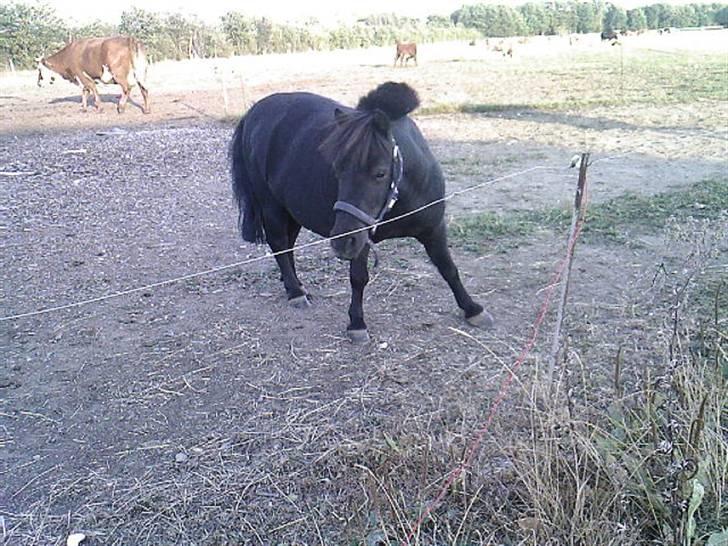 Shetlænder Asterix. - hvor gik Siska nu hen??!! Der hvor han kigger hen der er boksen hehe de kan bare gå $ind og ud som det passer dem :) billede 13