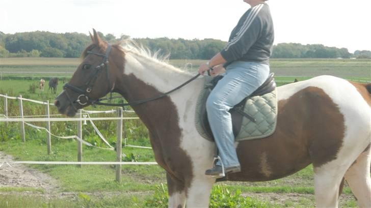 Pinto miss daisi *SOLG* - lille miss daisi billede 1