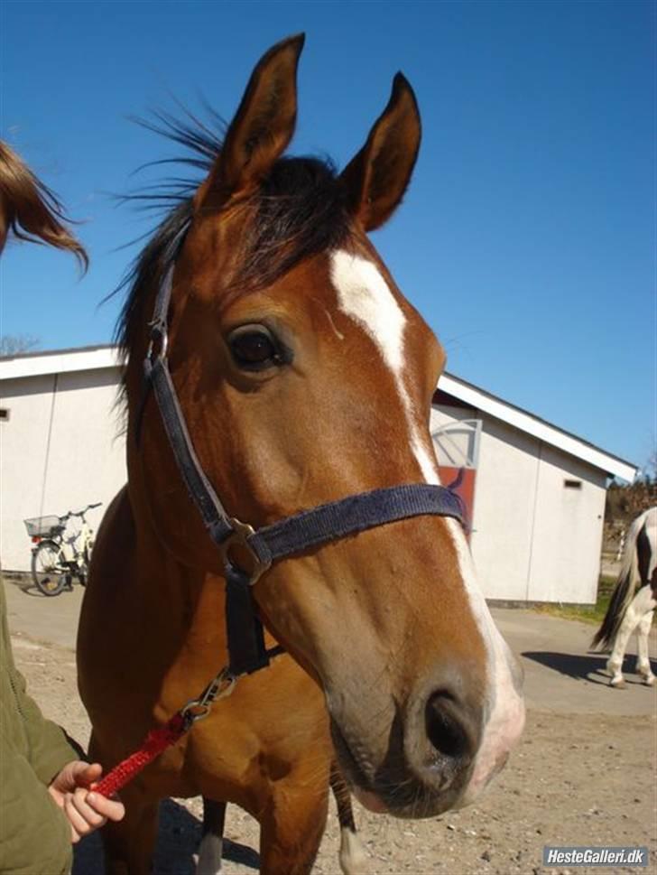 Anden særlig race Bacardi - lige som du er..  billede 9