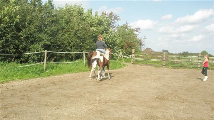 Pinto miss daisi *SOLG* - os bag fra! billede 3