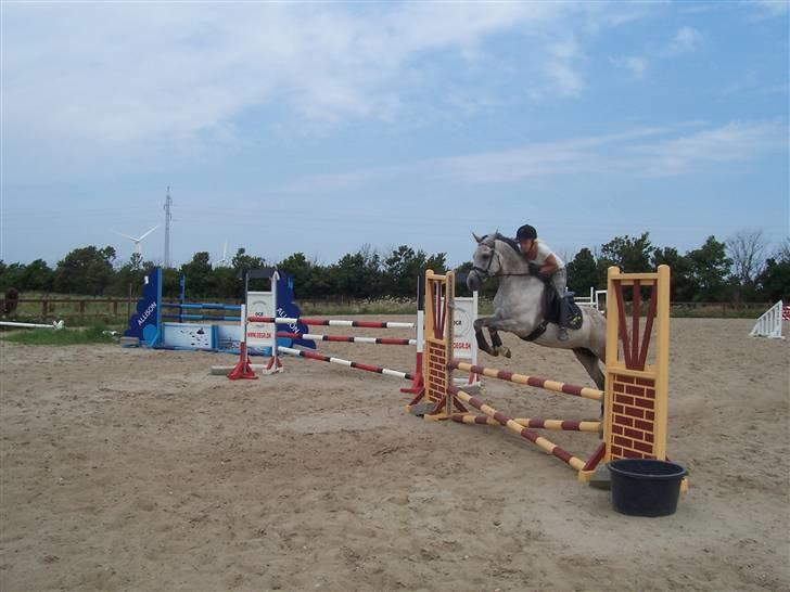 Arabisk fuldblod (OX) zhazir Ibn malik (solgt) billede 10