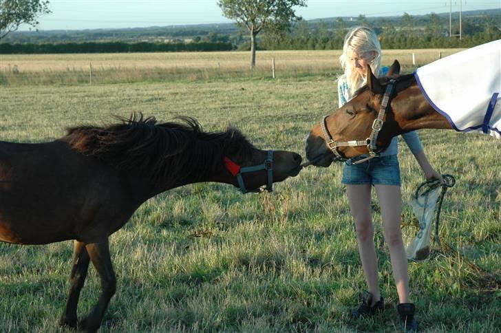 Anden særlig race Anja(R.I.P) - Anja deler noget rugbrød med Luxor(: <3 billede 9