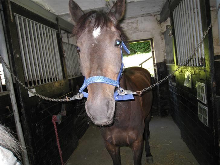 New Forest Gay Count Alexander billede 8